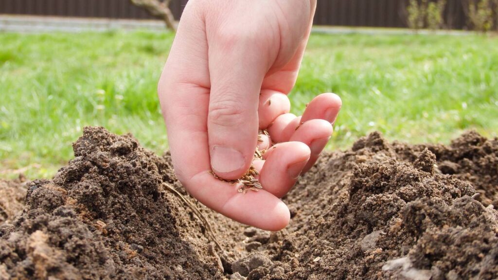 Como plantar feijão de forma fácil e simples com um processo completo do início à colheita
