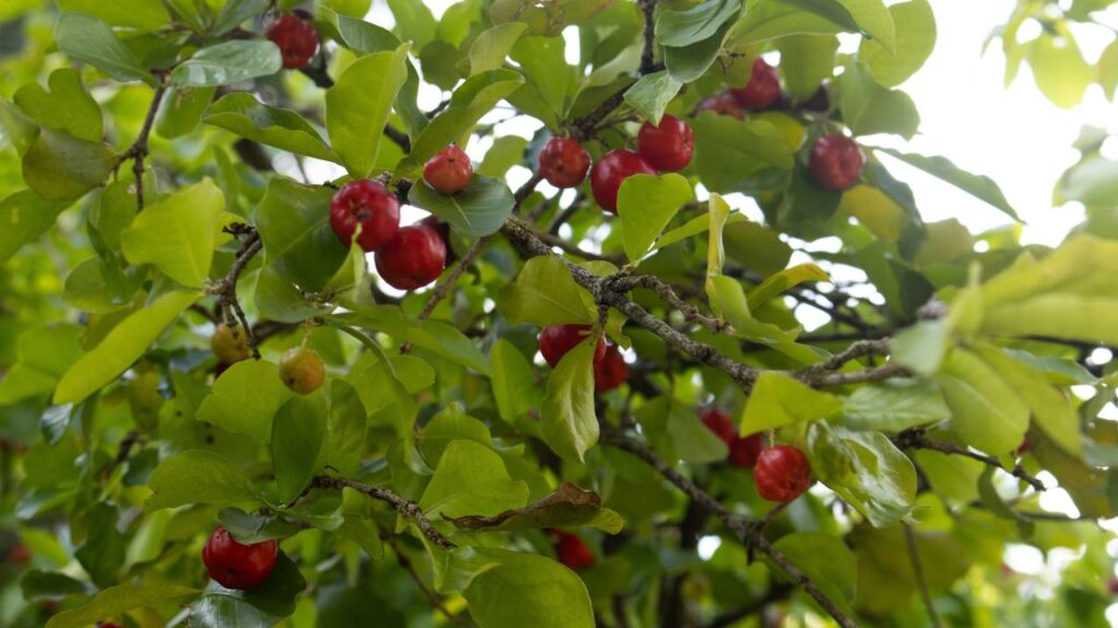 Como plantar acerola da semente de forma fácil e rápida mesmo em casa