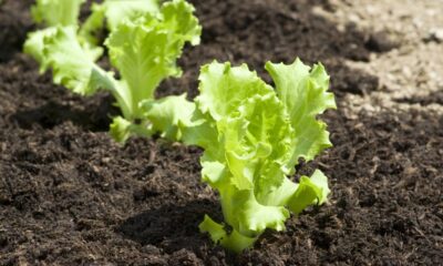 Como plantar alface do jeito certo e colher folhas bonitas, crocantes e saudáveis