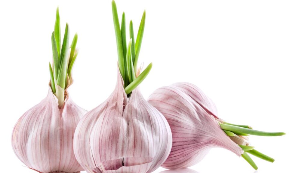 Como plantar alho do jeito certo em casa e colher cabeças grandes e saudáveis