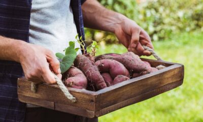 Como plantar batata doce em vaso e colher raízes saudáveis mesmo em pouco espaço