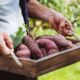 Como plantar batata doce em vaso e colher raízes saudáveis mesmo em pouco espaço