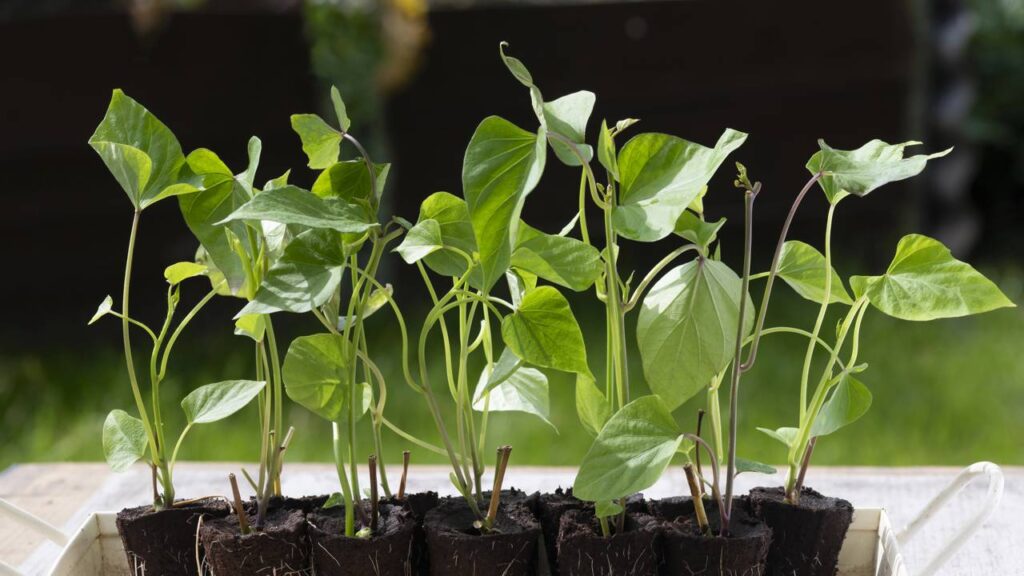 Como plantar batata doce em vaso e colher raízes saudáveis mesmo em pouco espaço