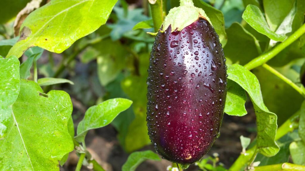 Como plantar berinjela do jeito certo e evitar erros que atrapalham a colheita