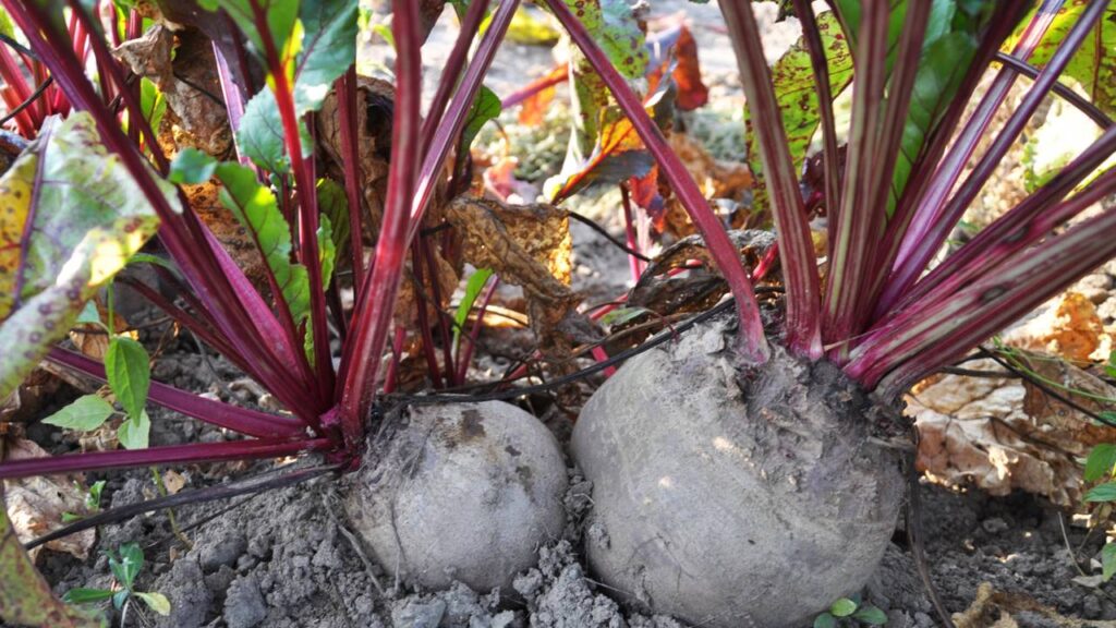 Como plantar beterraba em vaso com um passo a passo simples para colher em casa sem complicação