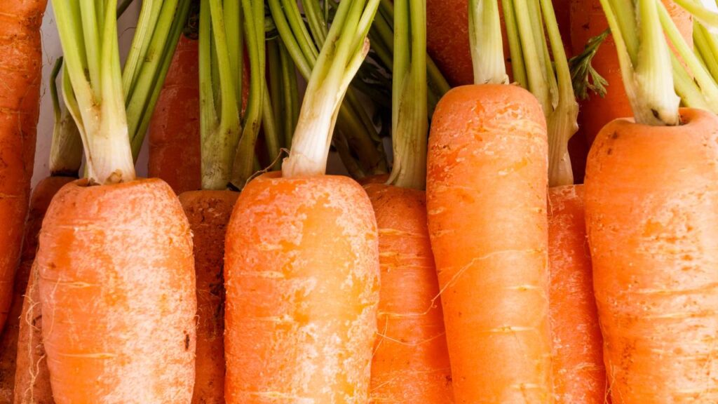 Como plantar cenoura em vaso e colher mais de 1 kg em apenas 90 dias