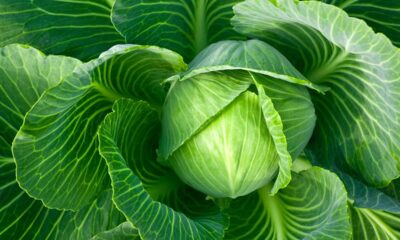 Como plantar couve por semente do jeito certo e garantir mudas fortes desde o primeiro broto