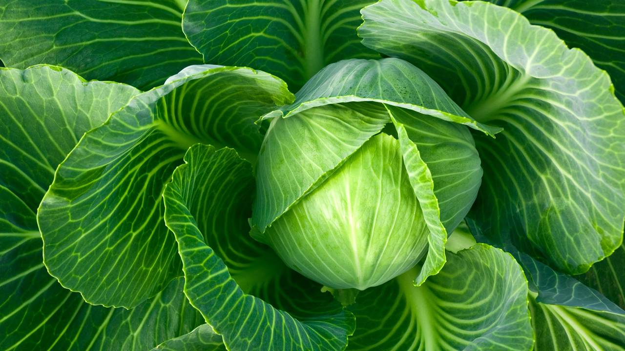 Como plantar couve por semente do jeito certo e garantir mudas fortes desde o primeiro broto