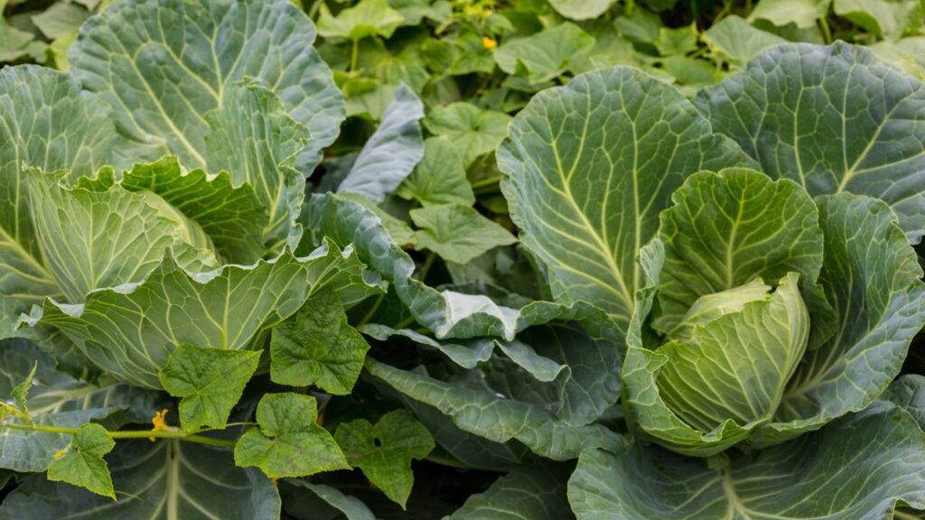 Como plantar couve por semente do jeito certo e garantir mudas fortes desde o primeiro broto