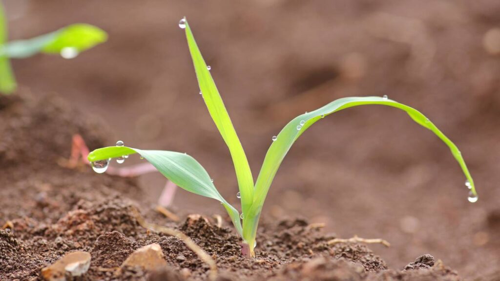 Como plantar milho no quintal de forma simples e fácil, mesmo em hortas pequenas