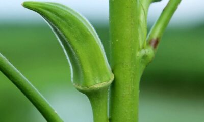 Plantar quiabo com atenção evita pragas e melhora o desenvolvimento