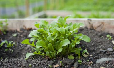 Um vaso pequeno é suficiente para cultivar rúcula fresca em casa