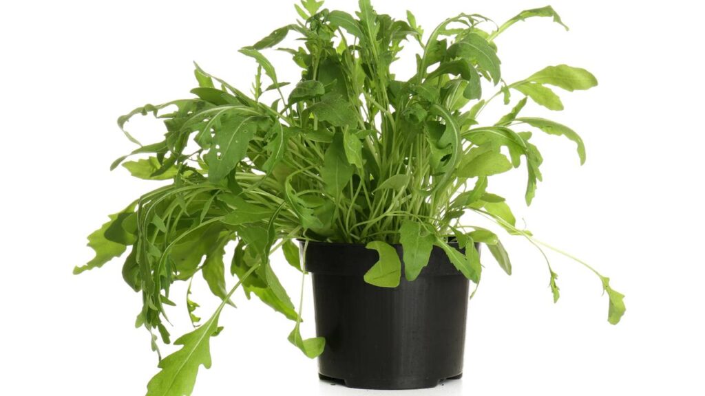Como plantar rúcula em casa e colher folhas frescas mesmo em pouco espaço