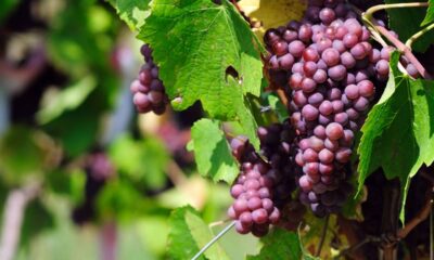 5 frutas que podem ajudar a reduzir inflamação e desconfortos no dia a dia