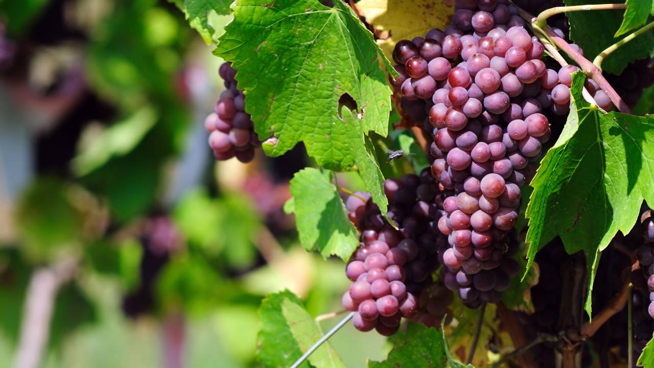 5 frutas que podem ajudar a reduzir inflamação e desconfortos no dia a dia