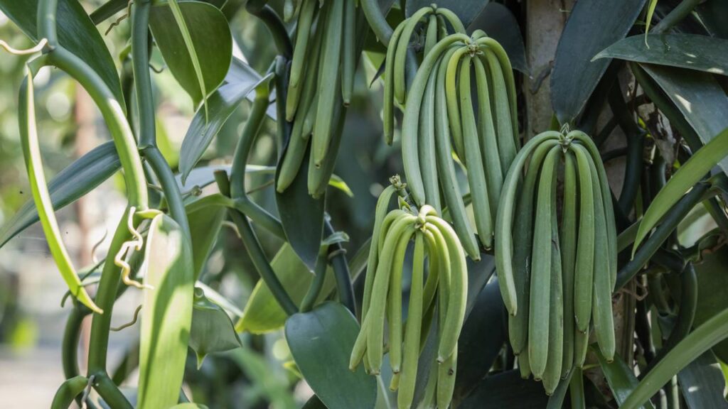 Como plantar vagem passo a passo e ver a planta pegar rápido e produzir do jeito certo
