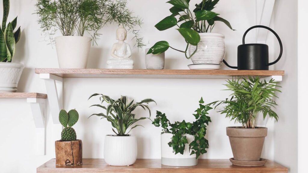 7 plantas para apartamento que se adaptam bem a espaços pequenos e fechados