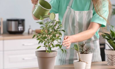 As plantas que atraem prosperidade e ajudam a criar um ambiente mais positivo em casa
