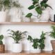 Decoração com plantas dentro de casa que transforma qualquer ambiente sem gastar muito