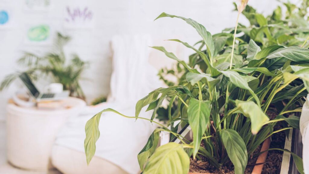 Decoração com plantas dentro de casa que transforma qualquer ambiente sem gastar muito