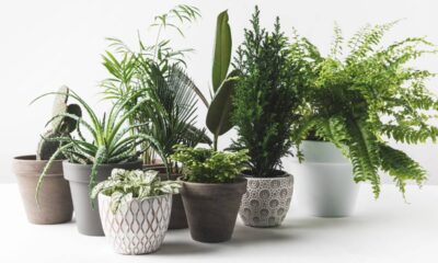 Plantas para decorar a casa que deixam o espaço mais bonito e com cara de aconchego