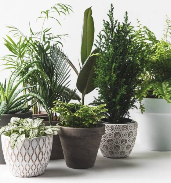 Plantas para decorar a casa que deixam o espaço mais bonito e com cara de aconchego