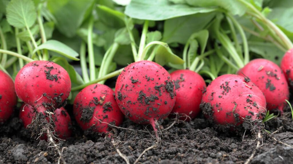 Plantar rabanete em vaso é simples e permite colher em apenas 28 dias em casa