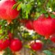 Benefícios da romã para a saúde e o que essa fruta poderosa pode fazer pelo seu corpo