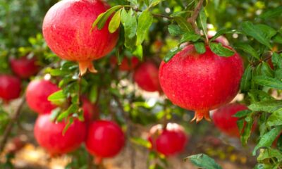 Plantar romã em casa é mais simples do que parece e rende frutos por muitos anos