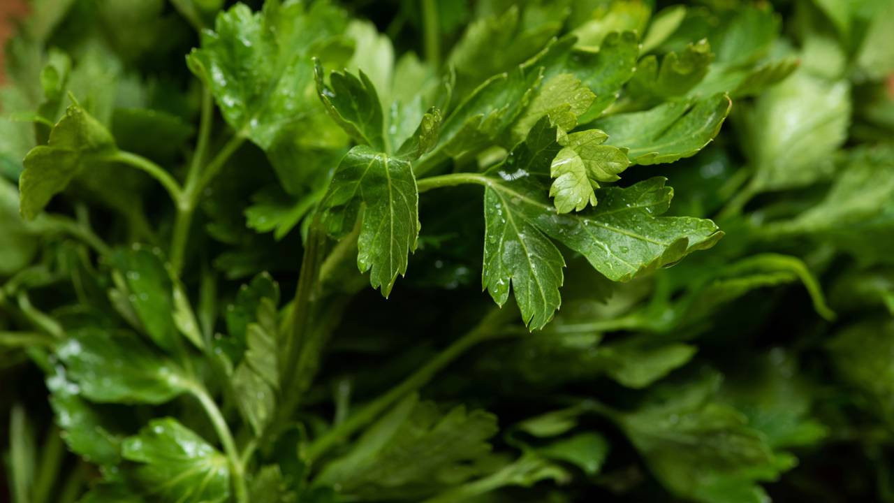 Como plantar salsinha do jeito certo e ter folhas frescas sempre à disposição