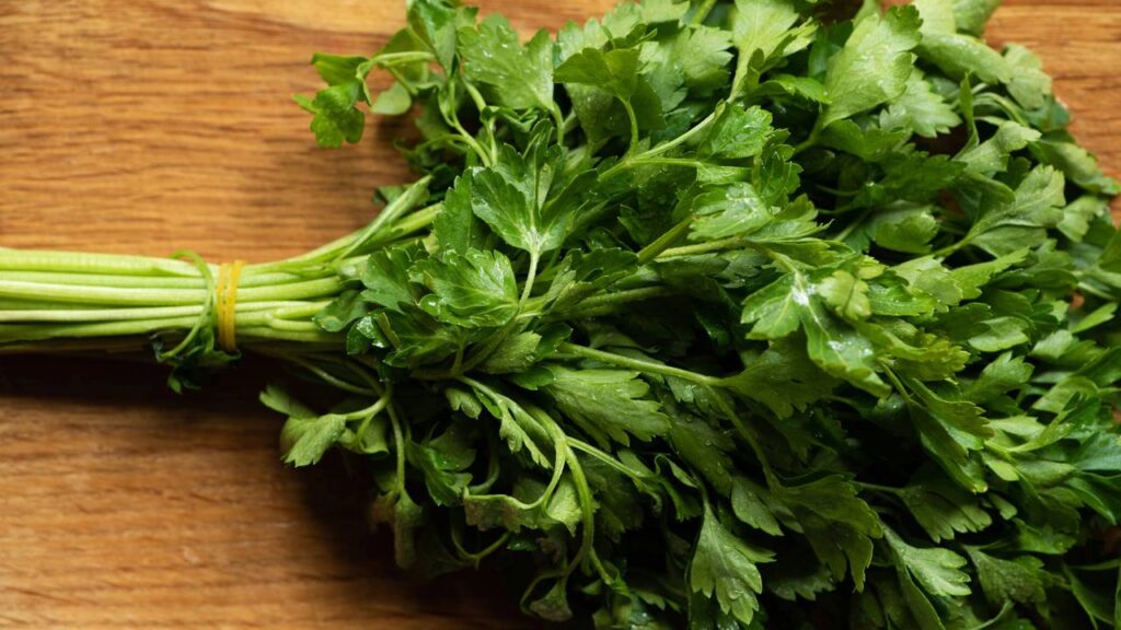 Como plantar salsinha do jeito certo e ter folhas frescas sempre à disposição