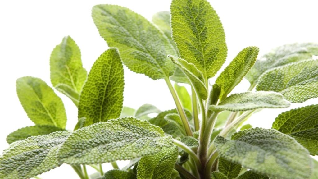 Plantar sálvia em vaso e na horta fica fácil quando você acerta os cuidados básicos