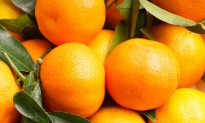 Como plantar tangerina em vasos de forma simples e ter a planta sempre saudável