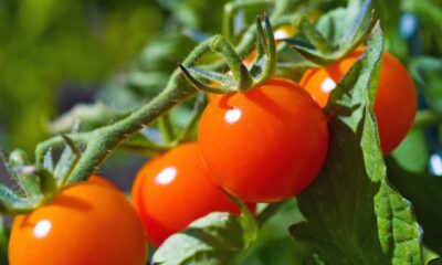 Como plantar tomate cereja do início ao fim e colher frutos saudáveis mesmo em casa