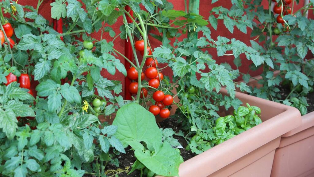 Como plantar tomate em vaso para ter frutos grandes e saudáveis