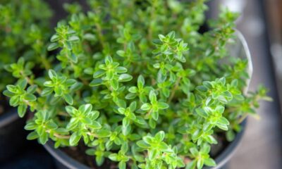 Como plantar e cultivar tomilho do jeito certo para ter uma erva sempre saudável