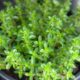 Como plantar e cultivar tomilho do jeito certo para ter uma erva sempre saudável