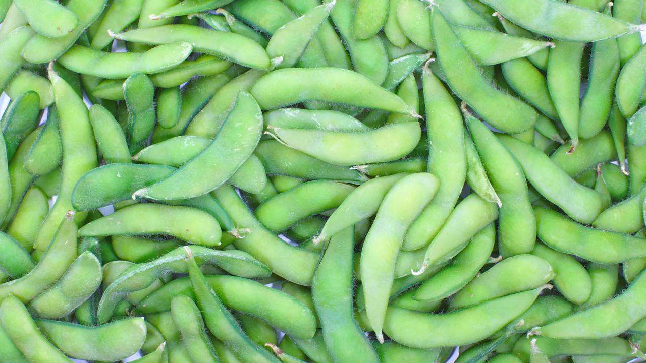 Como plantar vagem passo a passo e ver a planta pegar rápido e produzir do jeito certo