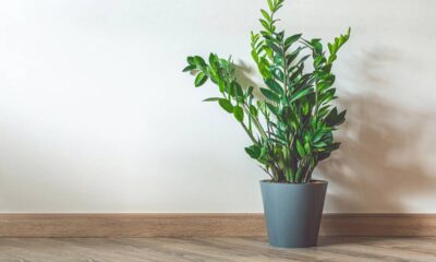 Zamioculca na decoração e os melhores lugares da casa para ela ficar bonita