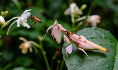 Louva-a-deus-orquídea rosa em folha verde olha abelha voando perto de flor branca.