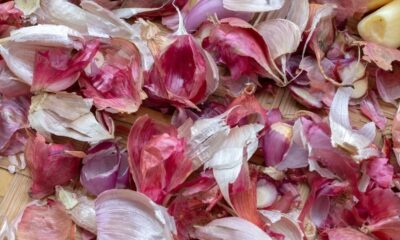 Cascas secas de alho e chalota, brancas e roxas, sobre palha, com alguns dentes descascados.