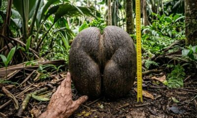 Mão humana ao lado de um coco-do-mar gigante com fita métrica em floresta exuberante.