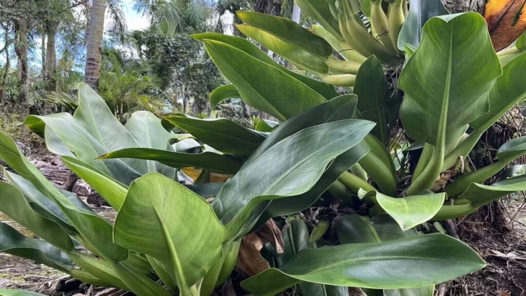 Planta pacová no paisagismo pode trazer elegância e exuberância ao ambiente