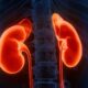 Renderização 3D dos rins humanos em vermelho brilhante dentro de um torso azul translúcido.