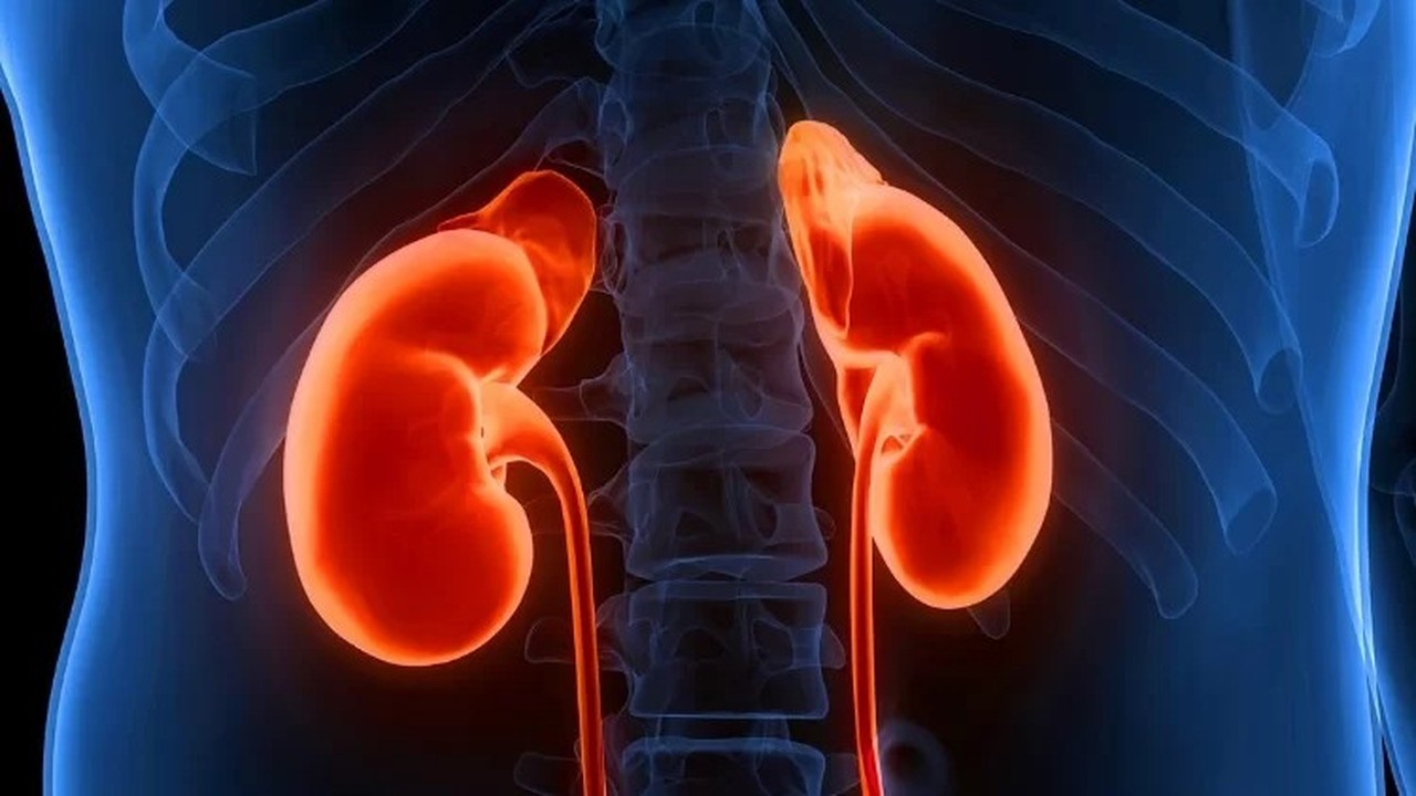 Renderização 3D dos rins humanos em vermelho brilhante dentro de um torso azul translúcido.