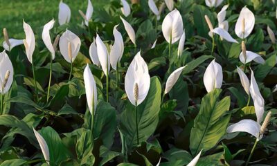 Um campo denso de lírios da paz com flores brancas e folhas verdes escuras.