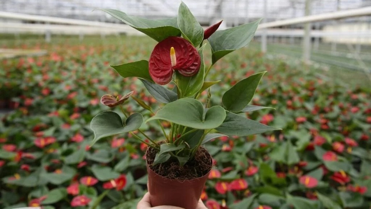 Mão segura antúrio em vaso com folhagem verde e flor vermelha em estufa de plantas.