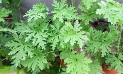 Close-up de folhas verdes claras, profundamente lobadas e com bordas serrilhadas, de uma planta.