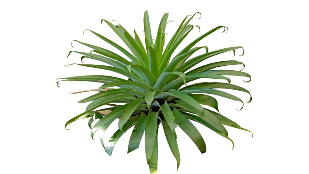 Bromélia imperial no jardim pode transformar qualquer espaço em um cenário tropical