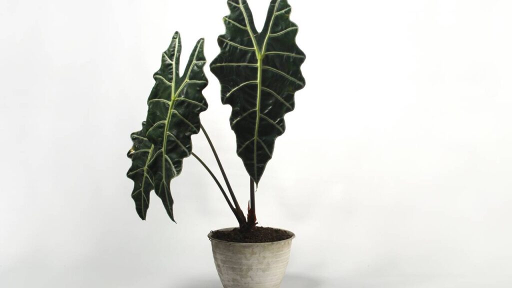 Uma planta exótica na decoração está chamando atenção e mudando o visual dos ambientes